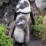 Penguin and chic at Stony Point in South Africa