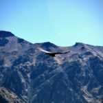 A closer look at one of the enormous Andean condors from the Cruz del Cóndor overlook at Colca Canyon