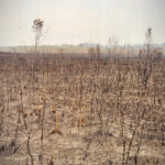 This is all that's left around Helensburgh from the Black Christmas Bushfires