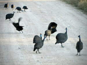 These chubby birds would rather run than fly, but when they do fly they typically glide to cover any distance – although they can walk 10+ km in a day. They are loud when disturbed and eat seeds, fruits, greens, snails, spiders, worms, frogs, lizards, small snakes or mammals – and massive amounts of ticks.