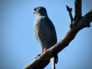 More a hawk than a buzzard, this silent and solitary raptor hunts from perches and eats mostly rodents, grasshoppers and termites, with the occasional lizard, frog or snake.