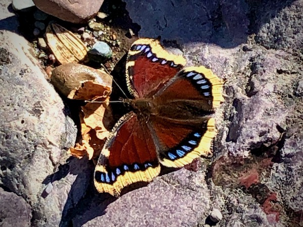 Mourning Cloak butterfly, Redrock Falls, Glacier National Park, Montanta