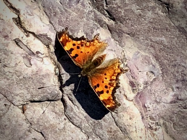 Satyr Comma butterfly, Redrock Falls, Glacier National Park, Montana