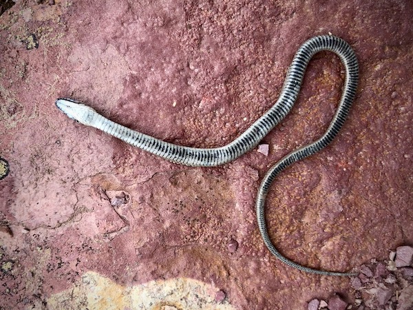 An unidentified (dead) baby snake on the trail to Saint Mary Falls, Glacier National Park, Montana