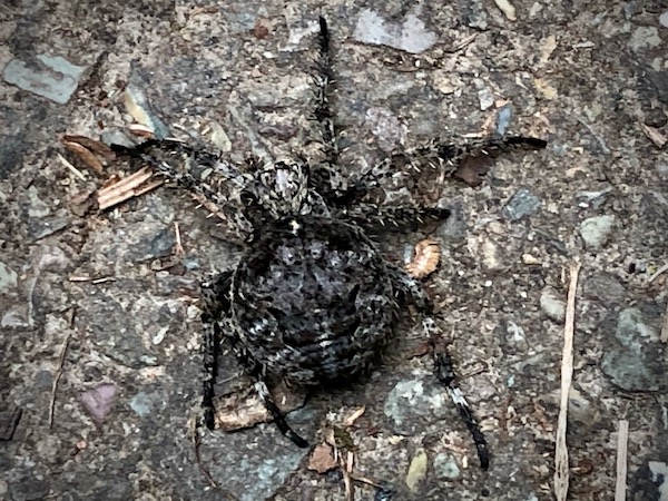 Unknown spider, Kootenai River swinging bridge, near Troy, Montana