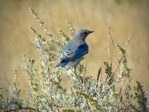 Mountain Bluebird (female), Theodore Roosevelt National Park, North Unit, North Dakota
