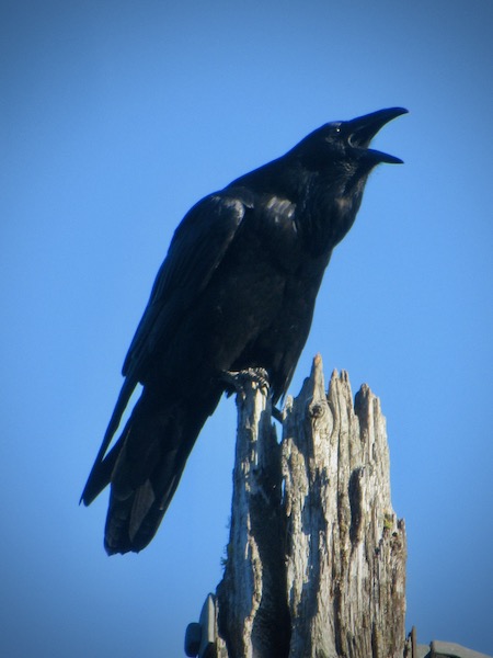 Common Raven (Northern), Hiawatha Trail, near Wallace, Idaho