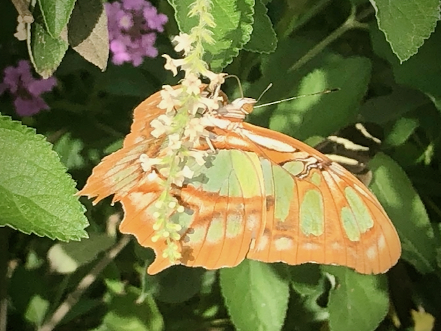 Even the underside of this Florida butterfly is beautiful