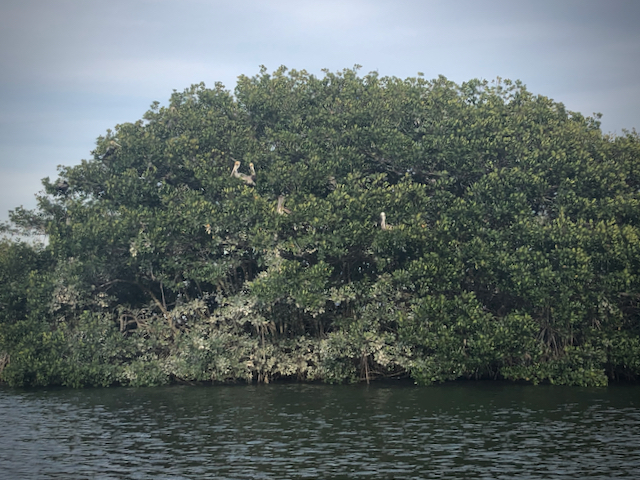 It's not very often I see pelicans that are not hanging out at a dock looking for fisherman freebies