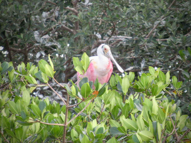 This juvenile is about to take off from its island rookery in Sarasota Bay