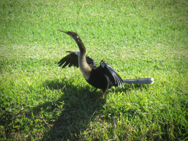 The snake bird dries its wings, before another round of hunting prey