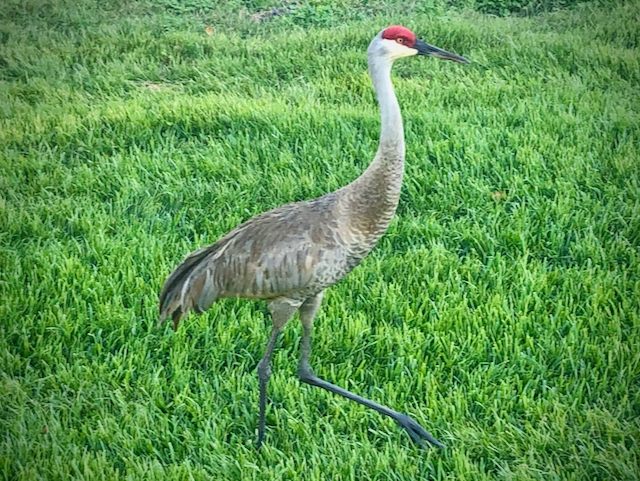 Strut like you own the place – the mantra of this golf course loving bird