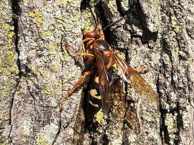 Eastern cicada killer