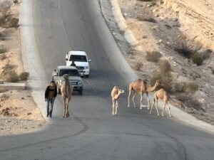 Read more about the article How to Drive in Jordan:<br />Caution! Camel Crossing