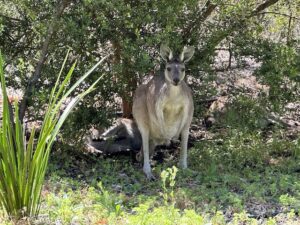 Read more about the article Six Weeks in Western Australia:<br />News and Notes