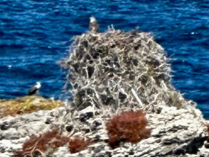 Osprey protect their nest on Rottnest Island, WA