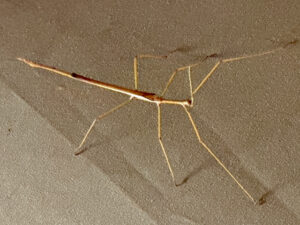 Walking stick (Austrovates variegata) in Karijini NP, WA