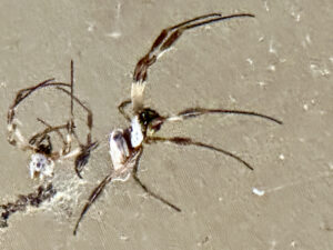 Unknown spider at the Eco Retreat, Karijini National Park, WA