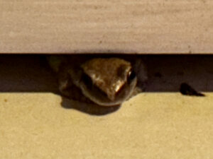 Desert tree frog in the Eco Retreat toilets at Karijini National Park