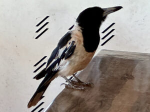 A melodious magpie-lark at Karijini NP, WA