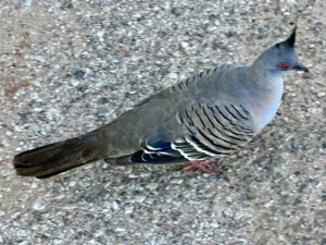 A crested pigeon in Karijini NP, WA