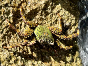 A Sally (mottled) lightfoot crab in Cape Range National Park, WA