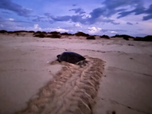 A green turtle ready to nest on Five Mile Beach near Cape Range NP