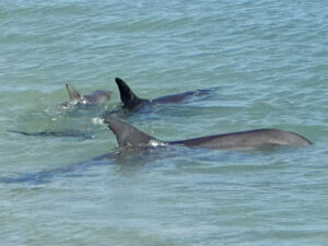 Piccolo, her calf and nanny, the resident Indo-Pacific bottle nose dolphin at Monkey Mia