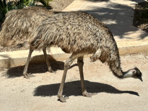 The emus of Monkey Mia near the caravan park