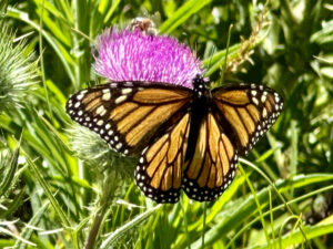 A monarch butterfy in Yanchep National Park, WA