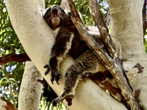 A transplanted koala at Yanchep NP