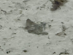 Stingrays at Elephant Rocks beach west of Albany, WA