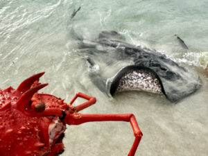 Crayfish (deceased) and stingray play at Hamelin Bay beach, WA