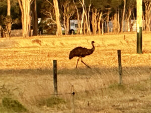 A free range emu near Margaret River