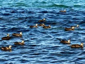 Unknown seabirds near Meelup Beach, WA
