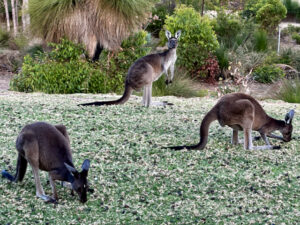 The kangaroo family at Eagle Bay House, near Dunsborough