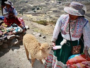Another photo opportunity certainly awaits this bottle fed baby llama on the road to Colca Canyon
