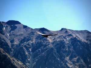 A closer look at one of the enormous Andean condors from the Cruz del Cóndor overlook at Colca Canyon