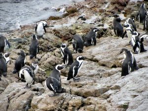 Jackass penguins return from fishing at Stony Point in South Africa