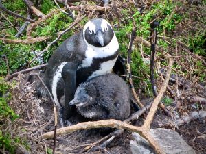 Penguins bond at Stony Point, Betty's Bay, South Africa