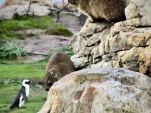 Rock hyrax at Stony Point in South Africa
