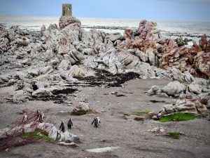 Jackass penguin colony at Stony Point in South Africa