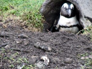 Penguin peek-a-boo at Stony Point, not far from Cape Town
