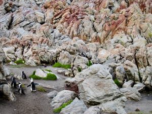Stony Point penguin colony at Betty's Bay, South Africa