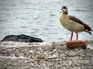 Egyptian goose at Stony Point, near Cape Town