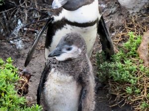 Penguin and chic at Stony Point in South Africa