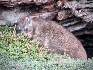 Inexplicably, the closest genetic match to the elephant is the rock hyrax, or dassie.