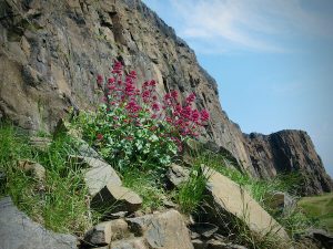Wild flowers, possibly Sticky Catchfly, on the path to Arthur's Seat in Holyrood Park, Edinburgh