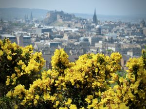 A view through the yellow gorse (aka whin or ulex) of Old Town Edinburgh