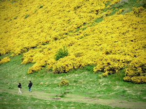 A brilliant albeit invasive sea of yellow gorse decorates the trail from Arthur's Seat in Holyrood Park, Edinburgh